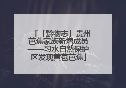 「黔物志」贵州芭蕉家族新增成员——习水自然保护区发现黄苞芭蕉