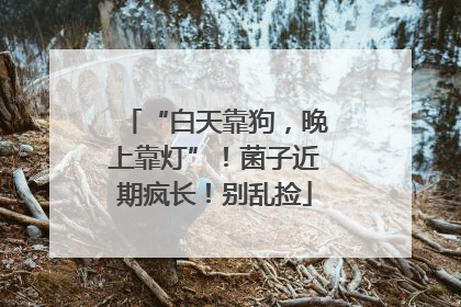 “白天靠狗，晚上靠灯”！菌子近期疯长！别乱捡