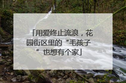 用爱终止流浪，花园街区里的“毛孩子”也想有个家