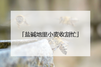 盐碱地里小麦收割忙