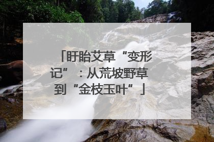盱眙艾草“变形记”：从荒坡野草到“金枝玉叶”