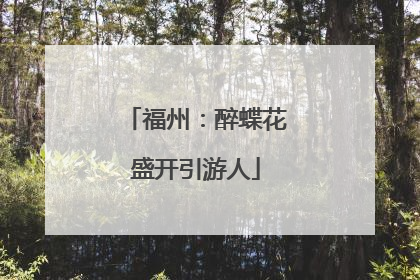 福州：醉蝶花盛开引游人