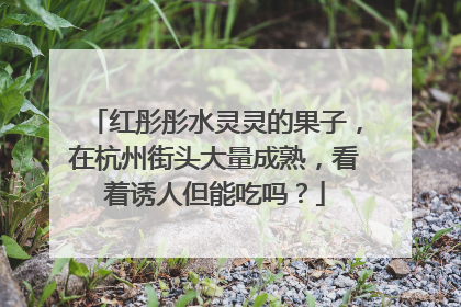 红彤彤水灵灵的果子，在杭州街头大量成熟，看着诱人但能吃吗？