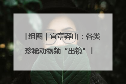 组图｜宜章莽山：各类珍稀动物频“出镜”