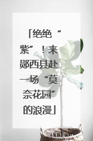 绝绝“紫”！来郧西县赴一场“莫奈花园”的浪漫
