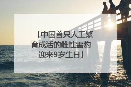 中国首只人工繁育成活的雌性雪豹迎来9岁生日