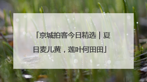 京城拍客今日精选｜夏日麦儿黄，莲叶何田田