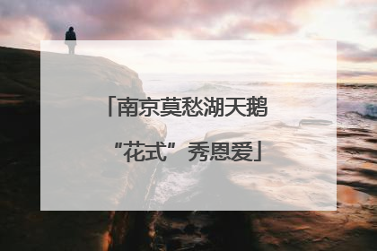 南京莫愁湖天鹅“花式”秀恩爱