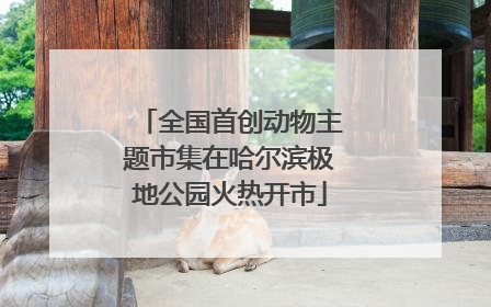 全国首创动物主题市集在哈尔滨极地公园火热开市