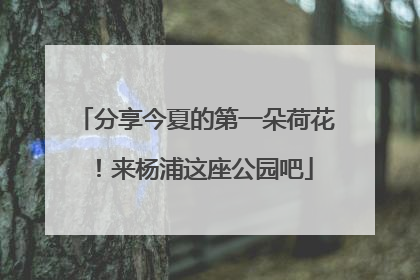 分享今夏的第一朵荷花！来杨浦这座公园吧