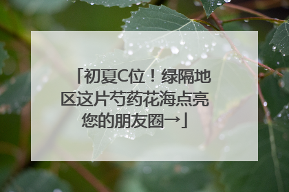 初夏C位！绿隔地区这片芍药花海点亮您的朋友圈→
