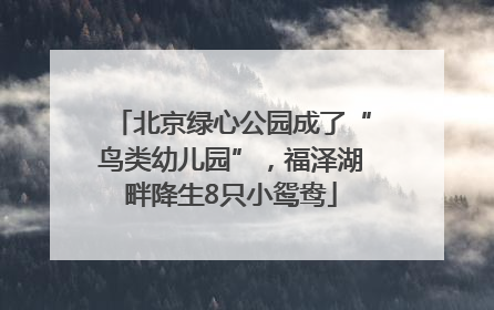 北京绿心公园成了“鸟类幼儿园”，福泽湖畔降生8只小鸳鸯