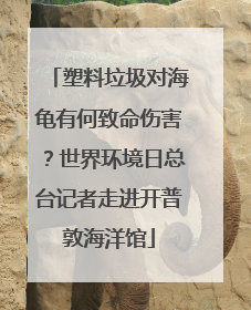 塑料垃圾对海龟有何致命伤害？世界环境日总台记者走进开普敦海洋馆
