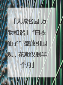 大城名园 万物和谐│“白衣仙子”盛放引围观，花期仅剩半个月