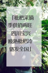 枇杷采摘季供销两旺 四川宝兴晚熟枇杷冷链发全国