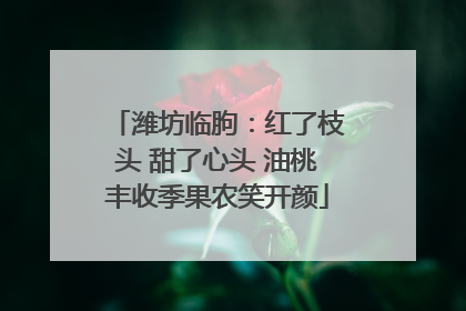 潍坊临朐：红了枝头 甜了心头 油桃丰收季果农笑开颜