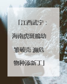 江西武宁:海南虎斑鳽幼雏破壳 濒危物种添新丁