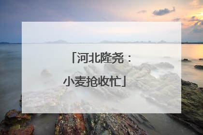 河北隆尧：小麦抢收忙