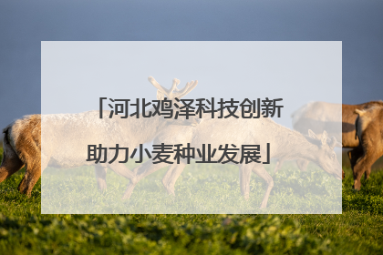 河北鸡泽科技创新助力小麦种业发展