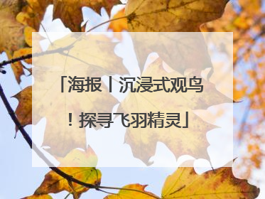 海报丨沉浸式观鸟！探寻飞羽精灵