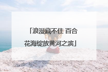 浪漫藏不住 百合花海绽放黄河之滨
