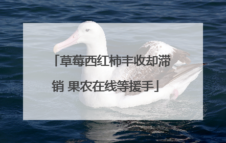 草莓西红柿丰收却滞销 果农在线等援手