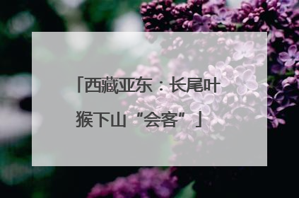 西藏亚东：长尾叶猴下山“会客”