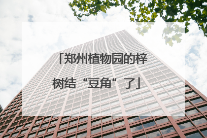 郑州植物园的梓树结“豆角”了