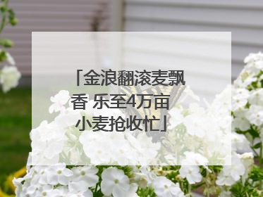 金浪翻滚麦飘香 乐至4万亩小麦抢收忙