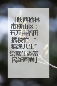 陕西榆林市横山区：五万亩稻田插秧忙 “稻渔共生”绘就生态富民新画卷