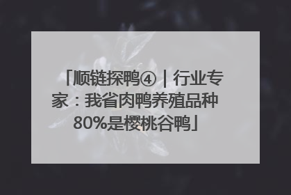 顺链探鸭④｜行业专家：我省肉鸭养殖品种80%是樱桃谷鸭