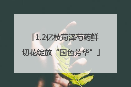 1.2亿枝菏泽芍药鲜切花绽放“国色芳华”